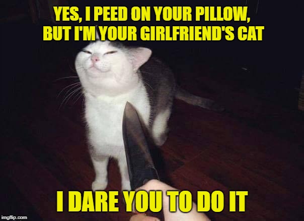 Kitty standoff | YES, I PEED ON YOUR PILLOW, BUT I'M YOUR GIRLFRIEND'S CAT; I DARE YOU TO DO IT | image tagged in smug cat knife,memes,cats,pets of significant others,funny | made w/ Imgflip meme maker
