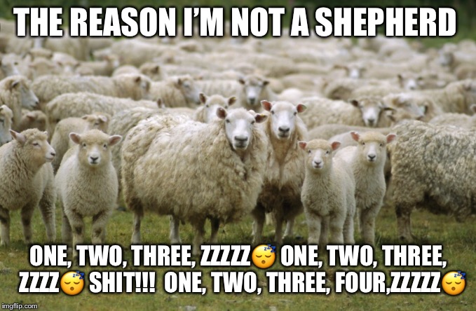 I’m no shepard | THE REASON I’M NOT A SHEPHERD; ONE, TWO, THREE, ZZZZZ😴
ONE, TWO, THREE,  ZZZZ😴 SHIT!!! 
ONE, TWO, THREE, FOUR,ZZZZZ😴 | image tagged in funny memes | made w/ Imgflip meme maker