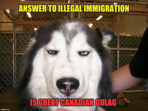 Annoyed Dog | ANSWER TO ILLEGAL IMMIGRATION; IS GREAT CANADIAN GULAG | image tagged in annoyed dog | made w/ Imgflip meme maker