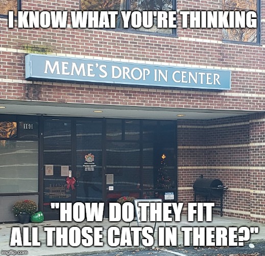 CAT MEMES | I KNOW WHAT YOU'RE THINKING; "HOW DO THEY FIT ALL THOSE CATS IN THERE?" | image tagged in humor,memes,cats,funny memes | made w/ Imgflip meme maker