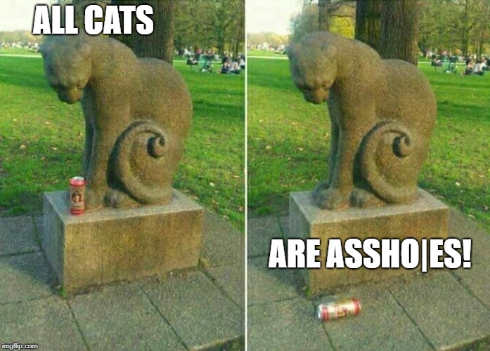 I don't care what kind of cat you own.  It's an a-hole that purrrs. | ALL CATS; ARE ASSHO|ES! | image tagged in funny,cats,funny memes | made w/ Imgflip meme maker
