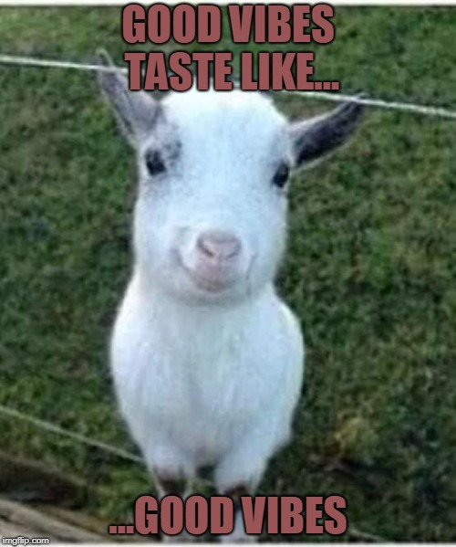 Good vibes goat  | GOOD VIBES TASTE LIKE... ...GOOD VIBES | image tagged in good vibes goat | made w/ Imgflip meme maker