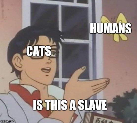 Is This A Pigeon | HUMANS; CATS; IS THIS A SLAVE | image tagged in memes,is this a pigeon | made w/ Imgflip meme maker