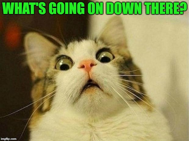 Scared Cat Meme | WHAT'S GOING ON DOWN THERE? | image tagged in memes,scared cat | made w/ Imgflip meme maker