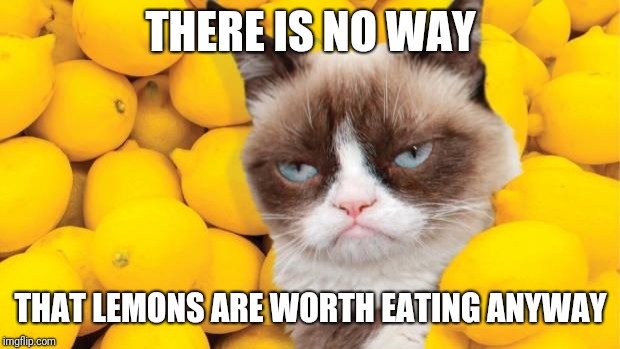 Grumpy Cat lemons | THERE IS NO WAY THAT LEMONS ARE WORTH EATING ANYWAY | image tagged in grumpy cat lemons | made w/ Imgflip meme maker