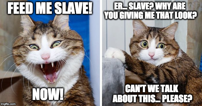 Perhaps a different approach was needed. | ER... SLAVE? WHY ARE YOU GIVING ME THAT LOOK? FEED ME SLAVE! NOW! CAN'T WE TALK ABOUT THIS... PLEASE? | image tagged in angry cat frightens itself | made w/ Imgflip meme maker