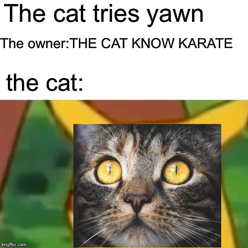 Surprised Pikachu Meme | The cat tries yawn the cat: The owner:THE CAT KNOW KARATE | image tagged in memes,surprised pikachu | made w/ Imgflip meme maker
