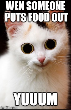 WEN SOMEONE PUTS FOOD OUT; YUUUM | image tagged in funny cats | made w/ Imgflip meme maker