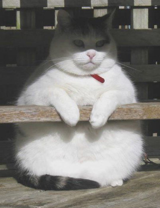 Don gatto Blank Meme Template