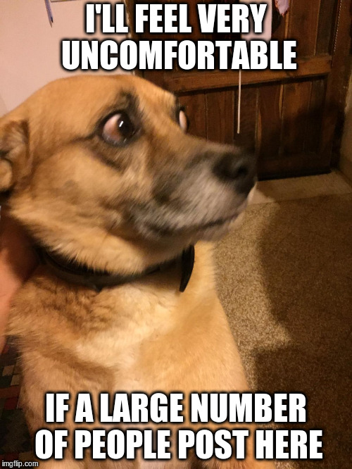 Unconfortablepuppy | I'LL FEEL VERY UNCOMFORTABLE IF A LARGE NUMBER OF PEOPLE POST HERE | image tagged in unconfortablepuppy | made w/ Imgflip meme maker