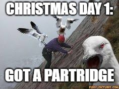 CHRISTMAS DAY 1:; GOT A PARTRIDGE | image tagged in bird attack | made w/ Imgflip meme maker