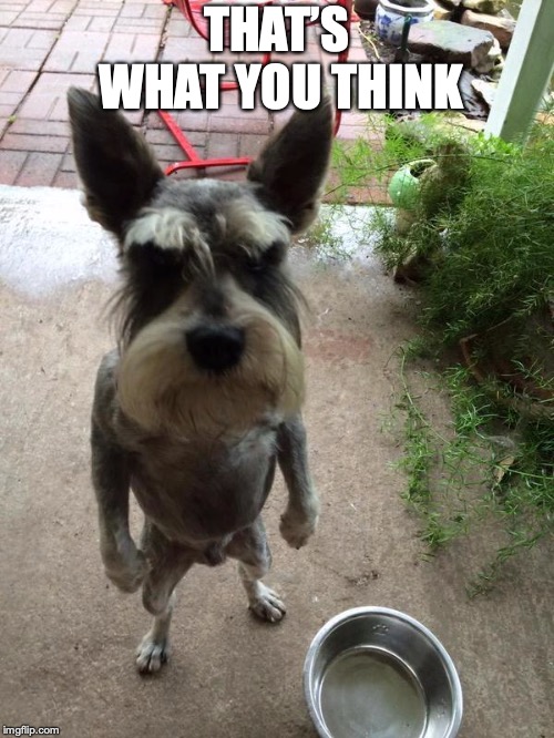 Angry dog | THAT’S WHAT YOU THINK | image tagged in angry dog | made w/ Imgflip meme maker