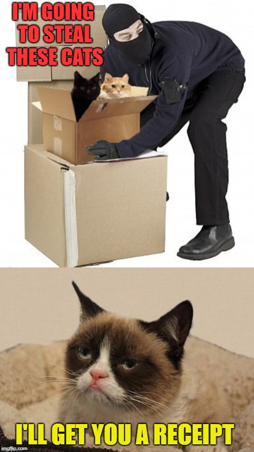Cat Burglar  | I'M GOING TO STEAL THESE CATS; I'LL GET YOU A RECEIPT | image tagged in funny memes,cat,cats,grumpy cat,cat memes | made w/ Imgflip meme maker
