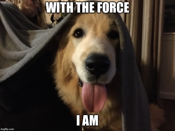 The Star Wars doggo  | WITH THE FORCE; I AM | image tagged in jedi master yoda,star wars,funny dogs,great pyrenees,the force,dogs | made w/ Imgflip meme maker