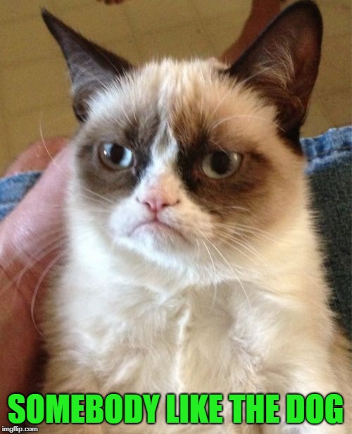 Grumpy Cat Meme | SOMEBODY LIKE THE DOG | image tagged in memes,grumpy cat | made w/ Imgflip meme maker