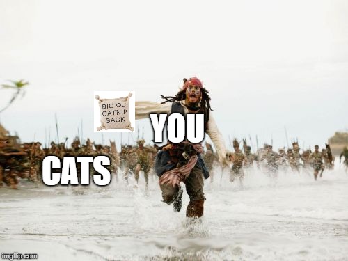 Jack Sparrow Being Chased Meme | YOU; CATS | image tagged in memes,jack sparrow being chased | made w/ Imgflip meme maker