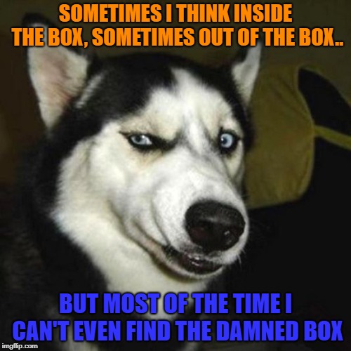 srsly dog | SOMETIMES I THINK INSIDE THE BOX, SOMETIMES OUT OF THE BOX.. BUT MOST OF THE TIME I CAN'T EVEN FIND THE DAMNED BOX | image tagged in srsly dog | made w/ Imgflip meme maker