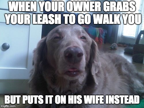 Dog Owner's Wife |  WHEN YOUR OWNER GRABS YOUR LEASH TO GO WALK YOU; BUT PUTS IT ON HIS WIFE INSTEAD | image tagged in memes,high dog | made w/ Imgflip meme maker