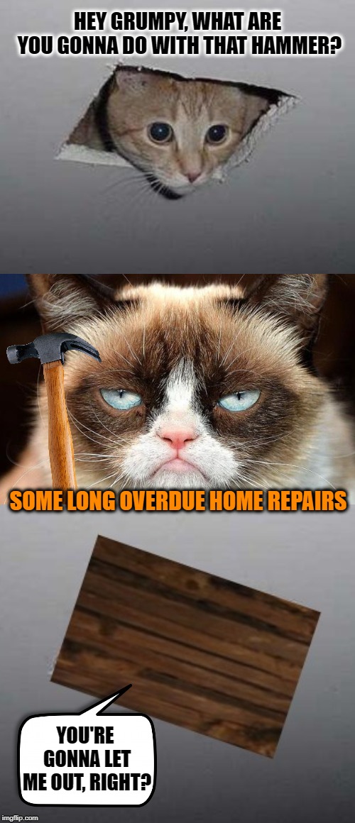 Home Improvement  | HEY GRUMPY, WHAT ARE YOU GONNA DO WITH THAT HAMMER? SOME LONG OVERDUE HOME REPAIRS; YOU'RE GONNA LET ME OUT, RIGHT? | image tagged in funny memes,ceiling cat,cats,grumpy,cat memes,cat | made w/ Imgflip meme maker
