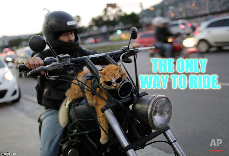 It Really Is... | THE ONLY WAY TO RIDE. | image tagged in memes,cat,riding,moving,motorcycle,too cool | made w/ Imgflip meme maker