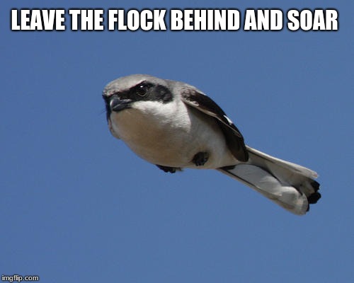 A leader doesn't follow | LEAVE THE FLOCK BEHIND AND SOAR | image tagged in anger bird,leadership,make your own path,fly higher | made w/ Imgflip meme maker