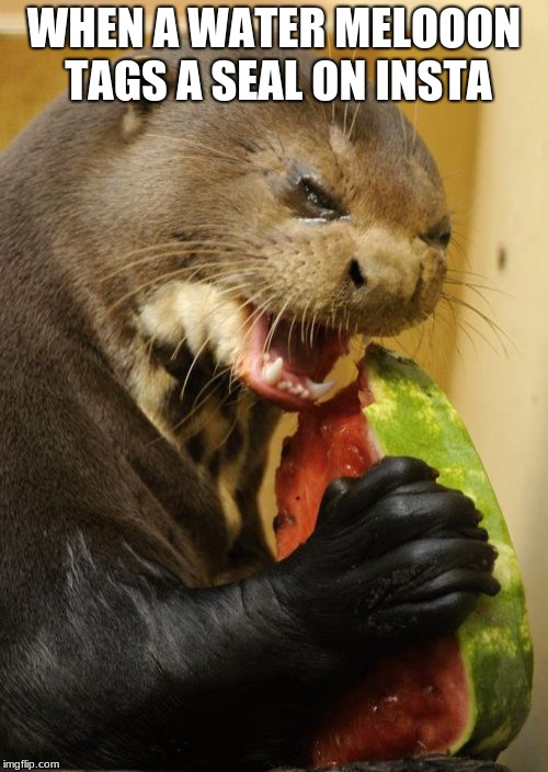 Self Loathing Otter |  WHEN A WATER MELOOON TAGS A SEAL ON INSTA | image tagged in memes,self loathing otter | made w/ Imgflip meme maker