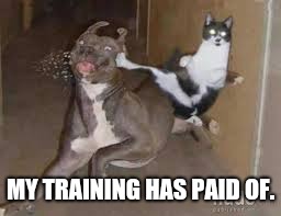 Kung Fu Cat | MY TRAINING HAS PAID OF. | image tagged in kung fu cat | made w/ Imgflip meme maker