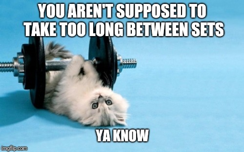 cat fitness | YOU AREN'T SUPPOSED TO TAKE TOO LONG BETWEEN SETS YA KNOW | image tagged in cat fitness | made w/ Imgflip meme maker