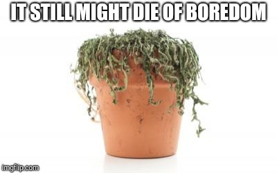 dead plant | IT STILL MIGHT DIE OF BOREDOM | image tagged in dead plant | made w/ Imgflip meme maker