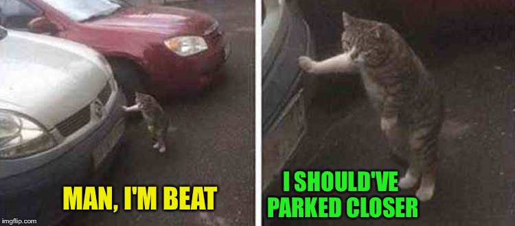 I think I see the store now. | I SHOULD'VE PARKED CLOSER; MAN, I'M BEAT | image tagged in cats,parking,memes,funny | made w/ Imgflip meme maker