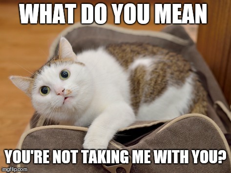 WHAT DO YOU MEAN; YOU'RE NOT TAKING ME WITH YOU? | image tagged in what you looking at cat,suprise,cat | made w/ Imgflip meme maker