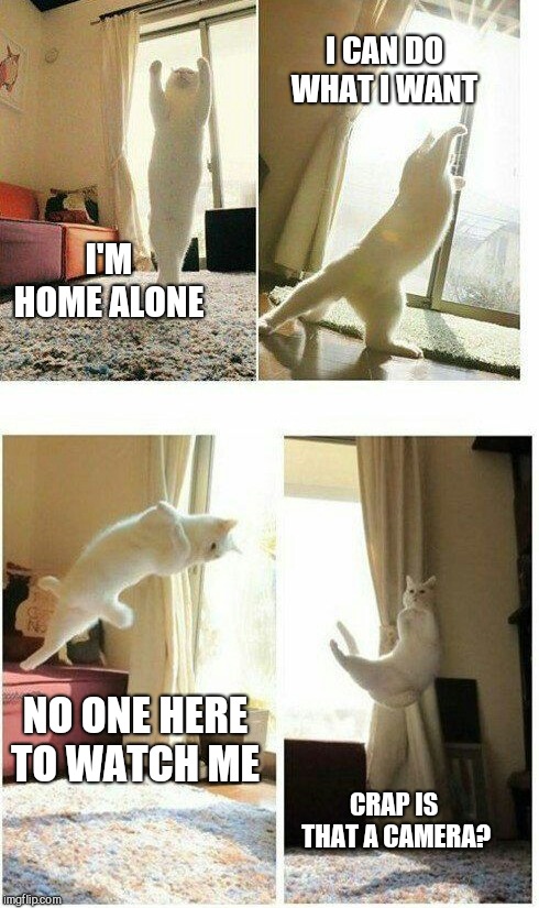 I CAN DO WHAT I WANT; I'M HOME ALONE; NO ONE HERE TO WATCH ME; CRAP IS THAT A CAMERA? | image tagged in kung fu cat,ballerina cat | made w/ Imgflip meme maker