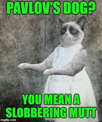 Overly manly grumpy cat | PAVLOV'S DOG? YOU MEAN A SLOBBERING MUTT | image tagged in funny memes,grumpy,cat,science,dog,cat memes | made w/ Imgflip meme maker