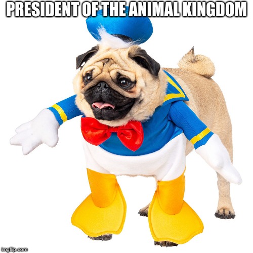 PRESIDENT OF THE ANIMAL KINGDOM | image tagged in donald dog,president of 2018 | made w/ Imgflip meme maker