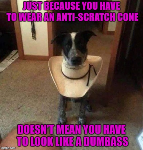 They did Doggy a favor right there!!! | JUST BECAUSE YOU HAVE TO WEAR AN ANTI-SCRATCH CONE; DOESN'T MEAN YOU HAVE TO LOOK LIKE A DUMBASS | image tagged in diy anti scratch cone,memes,cowboy hat,dogs,funny,animals | made w/ Imgflip meme maker