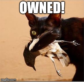 When Sunderland beat Newcastle under 21s today :) | OWNED! | image tagged in cat eating magpie,memes,football | made w/ Imgflip meme maker