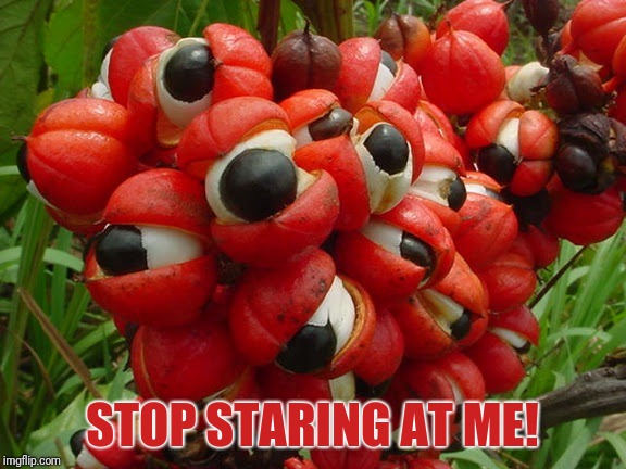 Heh. | STOP STARING AT ME! | image tagged in puns,guarana,spices,food,memes,fun | made w/ Imgflip meme maker
