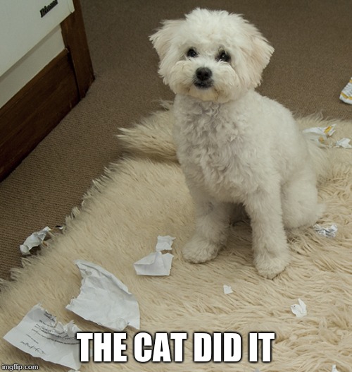 THE CAT DID IT | made w/ Imgflip meme maker