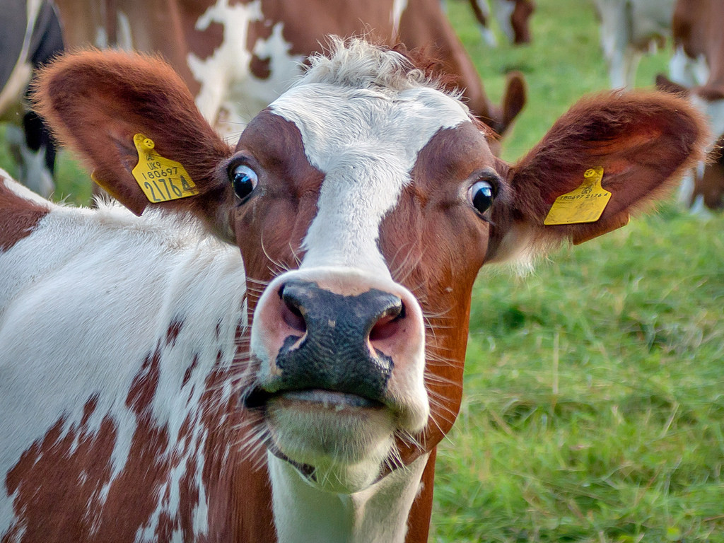 How Dairy!! Blank Meme Template