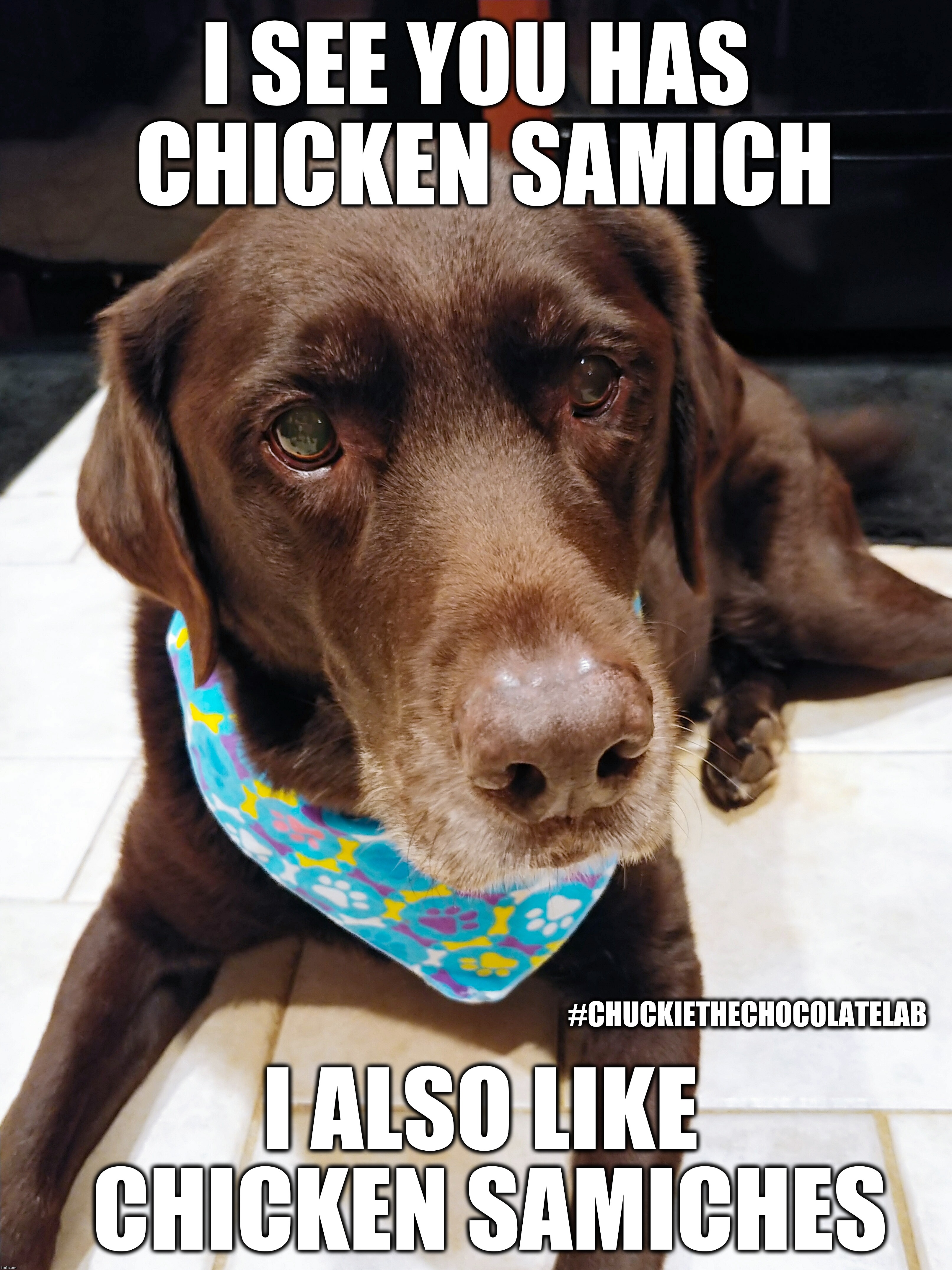 Samiches | I SEE YOU HAS CHICKEN SAMICH; #CHUCKIETHECHOCOLATELAB; I ALSO LIKE CHICKEN SAMICHES | image tagged in chuckie the chocolate lab,dogs,funny,memes,samich,cute | made w/ Imgflip meme maker