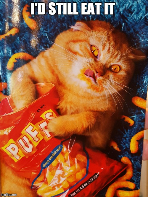 Cat eating Cheetos | I'D STILL EAT IT | image tagged in cat eating cheetos | made w/ Imgflip meme maker