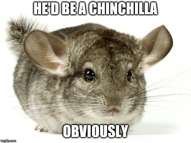 Netflix and Chinchilla | HE'D BE A CHINCHILLA OBVIOUSLY | image tagged in netflix and chinchilla | made w/ Imgflip meme maker