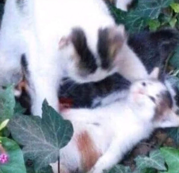 vietnam cats Blank Meme Template