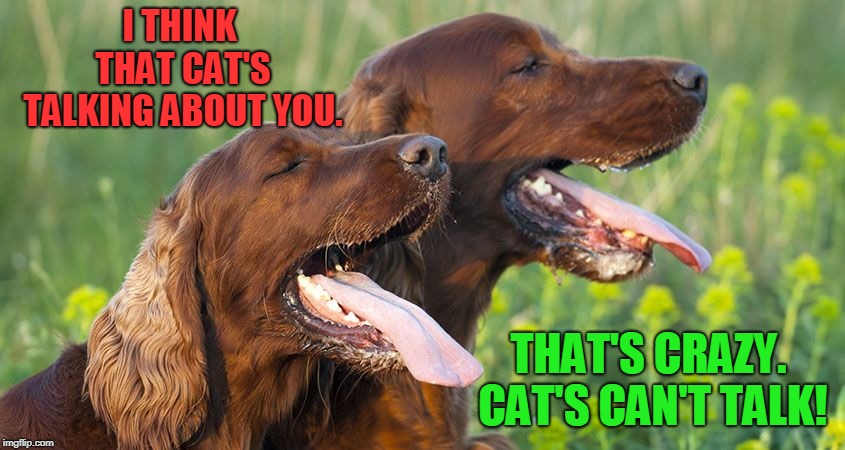 Dog drool | I THINK THAT CAT'S TALKING ABOUT YOU. THAT'S CRAZY. CAT'S CAN'T TALK! | image tagged in dog drool | made w/ Imgflip meme maker