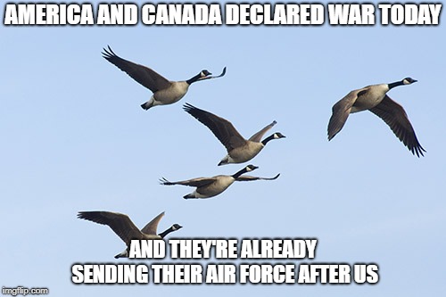 Flying Canada Geese Meme - Imgflip