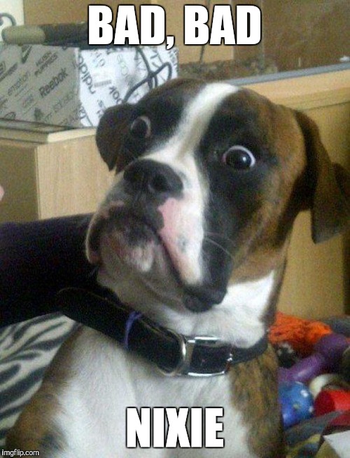 Blankie the Shocked Dog | BAD, BAD NIXIE | image tagged in blankie the shocked dog | made w/ Imgflip meme maker