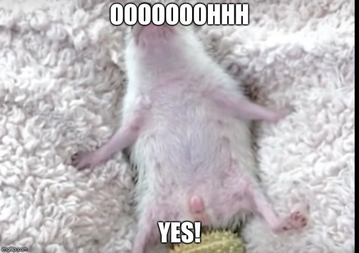 Hedgey Character | OOOOOOOHHH; YES! | image tagged in google images | made w/ Imgflip meme maker