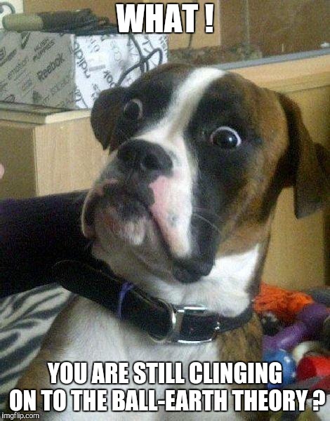 Surprised Dog | WHAT ! YOU ARE STILL CLINGING ON TO THE BALL-EARTH THEORY ? | image tagged in surprised dog | made w/ Imgflip meme maker