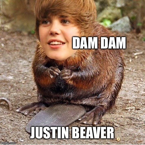 justin beaver | DAM DAM; JUSTIN BEAVER | image tagged in justin beaver | made w/ Imgflip meme maker