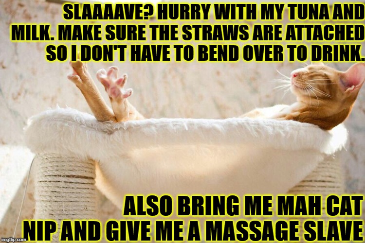 SLAAAAVE? HURRY WITH MY TUNA AND MILK. MAKE SURE THE STRAWS ARE ATTACHED SO I DON'T HAVE TO BEND OVER TO DRINK. ALSO BRING ME MAH CAT NIP AND GIVE ME A MASSAGE SLAVE | image tagged in self loving turd | made w/ Imgflip meme maker